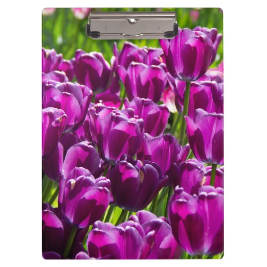 Heldere lila tulpen op een zonnige dag klembord (Voorkant)