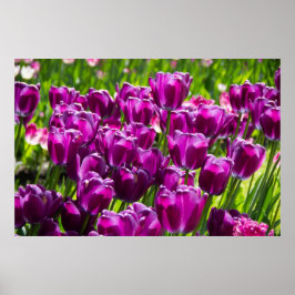 Heldere lila tulpen op een zonnige dag poster