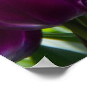 Heldere lila tulpen op een zonnige dag poster (Hoek)
