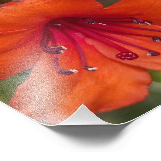 Heldere Oranje Rhododendron Blooms Bloemen Foto Afdruk (Hoek)