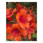 Heldere Oranje Rhododendron Blooms Bloemen Foto Afdruk (Voorkant)