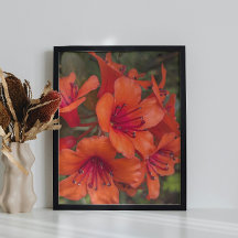 Heldere Oranje Rhododendron Blooms Bloemen