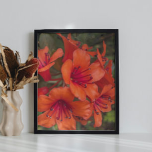 Heldere Oranje Rhododendron Blooms Bloemen Foto Afdruk