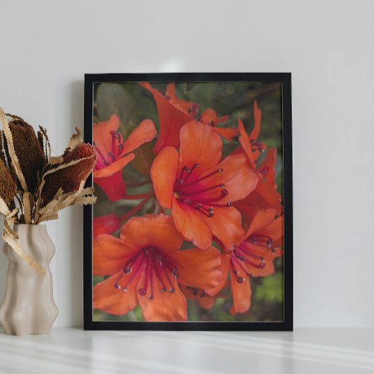 Heldere Oranje Rhododendron Blooms Bloemen Foto Afdruk