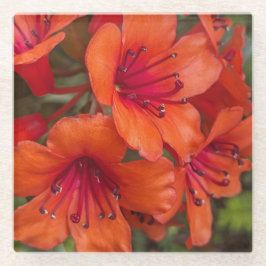 Heldere Oranje Rhododendron Blooms Bloemen Glazen Onderzetter