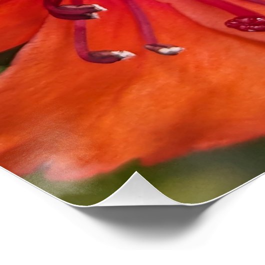 Heldere Oranje Rhododendron Blooms Bloemen Perfect Poster (Hoek)