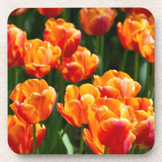 Heldere oranje tulpen in het park bier onderzetter (Voorkant)
