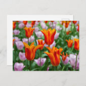 Heldere oranje tulpen in het park briefkaart (Voorkant / Achterkant)