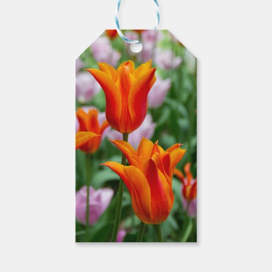 Heldere oranje tulpen in het park cadeaulabel (Voorkant)