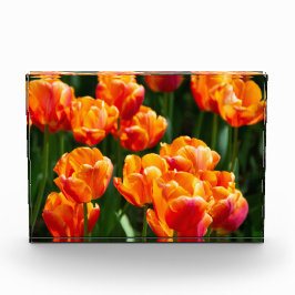 Heldere oranje tulpen in het park fotoblokken