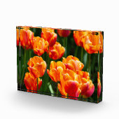 Heldere oranje tulpen in het park fotoblokken (Rechts)