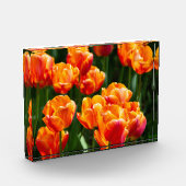 Heldere oranje tulpen in het park fotoblokken (Links)