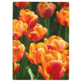 Heldere oranje tulpen in het park klembord (Achterkant)