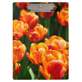 Heldere oranje tulpen in het park klembord