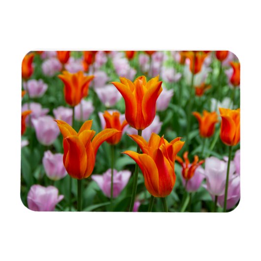 Heldere oranje tulpen in het park magneet (Horizontaal)