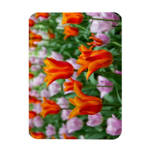 Heldere oranje tulpen in het park magneet (Verticaal)