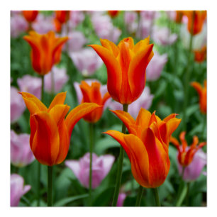 Heldere oranje tulpen in het park perfect poster