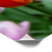 Heldere oranje tulpen in het park perfect poster (Hoek)