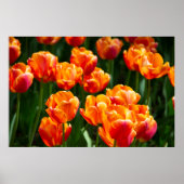 Heldere oranje tulpen in het park poster (Voorkant)