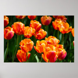 Heldere oranje tulpen in het park poster