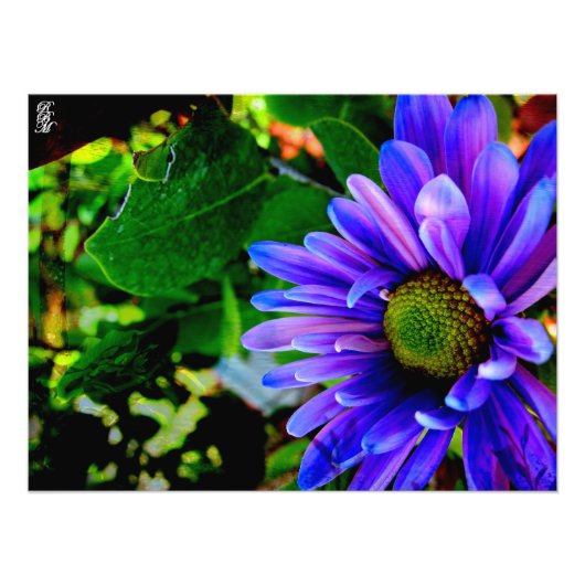 Heldere Paarse bloem Foto Afdruk (Voorkant)