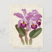 Heldere Paarse Cattleya Orchid Botanisch Briefkaart (Voorkant / Achterkant)