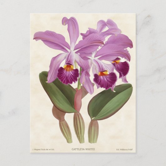 Heldere Paarse Cattleya Orchid Botanisch Briefkaart (Voorkant)
