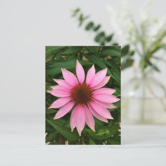 Heldere Paarse Coneflower Briefkaart (Staand voorkant)