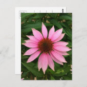 Heldere Paarse Coneflower Briefkaart (Voorkant / Achterkant)