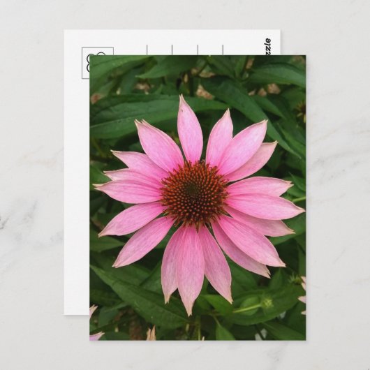 Heldere Paarse Coneflower Briefkaart (Voorkant / Achterkant)