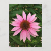 Heldere Paarse Coneflower Briefkaart (Voorkant)