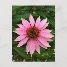 Heldere Paarse Coneflower Briefkaart