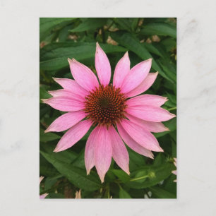 Heldere Paarse Coneflower Briefkaart