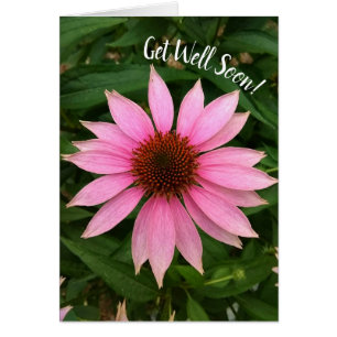 Heldere Paarse Coneflower Get Well Soon Kaart