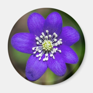 Heldere Paarse kleurrijke bloemenmagneet Magneet