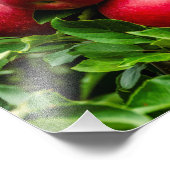 Heldere rode appels foto afdruk (Hoek)