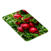 Heldere rode appels magneet (Rechterzijde)