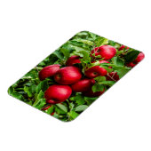 Heldere rode appels magneet (Linkerzijde)