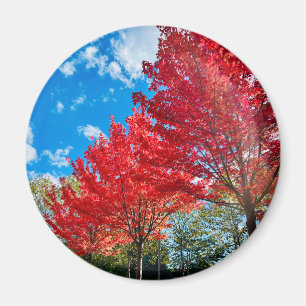 Heldere rode bladeren in de herfst magneet