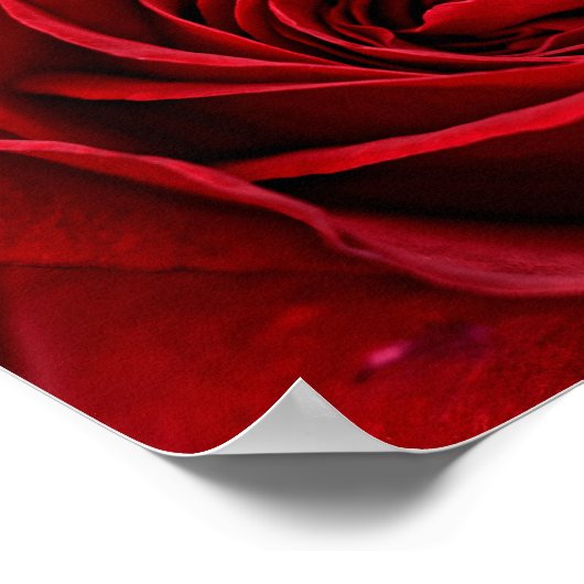 Heldere rode rozendichte poster (Hoek)