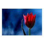Heldere rode tulp op donkerblauwe achtergrond perfect poster (Voorkant)