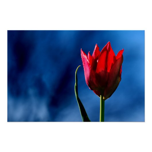 Heldere rode tulp op donkerblauwe achtergrond perfect poster (Voorkant)