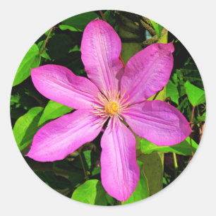 Heldere Roze Bloemen Bloeien & Groene Achtergrond Ronde Sticker