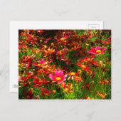 Heldere roze en gele Daisy Wilde bloemen Briefkaart (Voorkant / Achterkant)