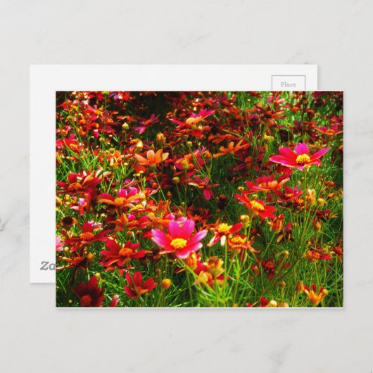 Heldere roze en gele Daisy Wilde bloemen Briefkaart (Voorkant / Achterkant)