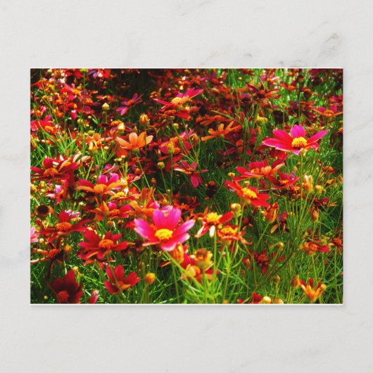 Heldere roze en gele Daisy Wilde bloemen Briefkaart (Voorkant)