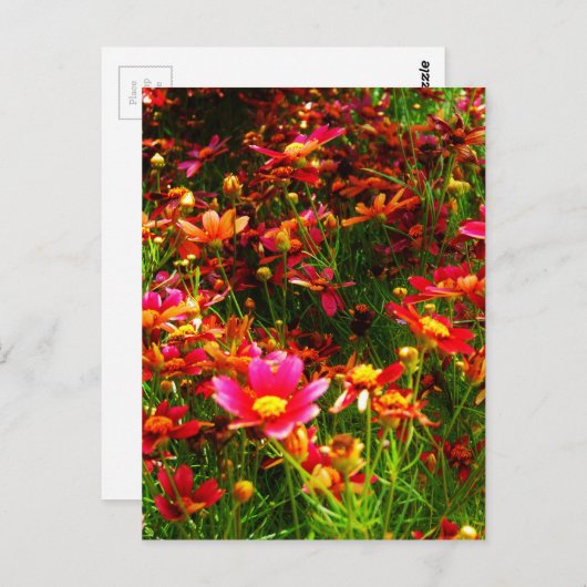 Heldere roze en gele Daisy Wilde bloemen Briefkaart (Voorkant / Achterkant)