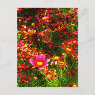 Heldere roze en gele Daisy Wilde bloemen Briefkaart