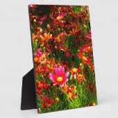 Heldere roze en gele Daisy Wilde bloemen Fotoplaat (Zijkant)