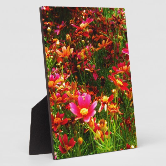 Heldere roze en gele Daisy Wilde bloemen Fotoplaat (Zijkant)